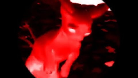 Raise A Floppa 2 The Entrepreneur Update (New Boss, New Items, Second Floor, Floppa Inc. etc.)