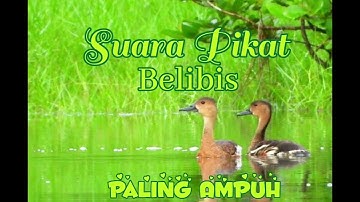di jamin paling ampuh.suara pikat belibis kembang 100%