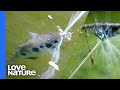 How The Archerfish Guns Down Spiders With Spit