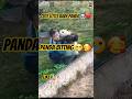 Playful Baby Panda | Enjoying Every Moment 🐼💕|Full of Fun & Naughty Moves 🐼✨