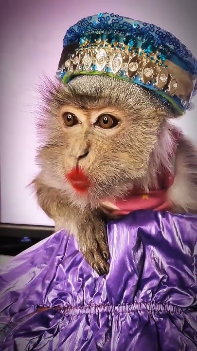 Обезьянка Малиса #обезьяна #stylishmonkeys #cute #animals - YouTube