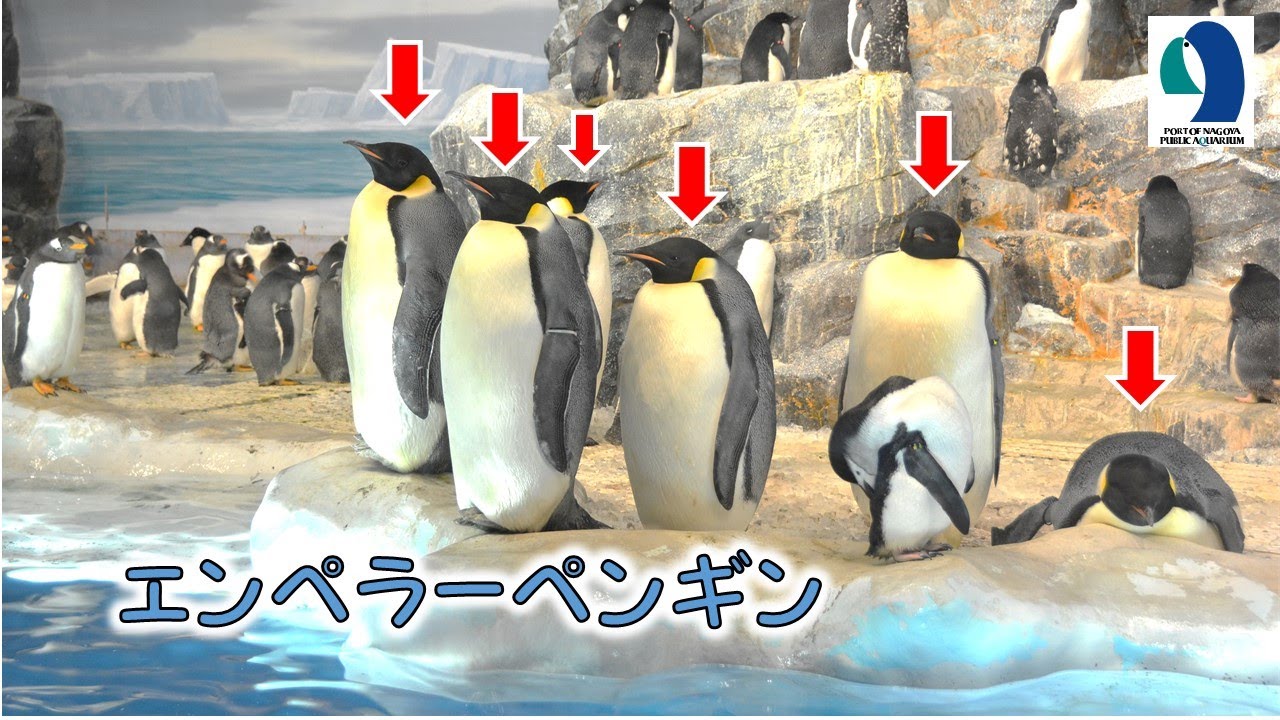 名古屋港水族館 おちゃめなエンペラーペンギン Youtube