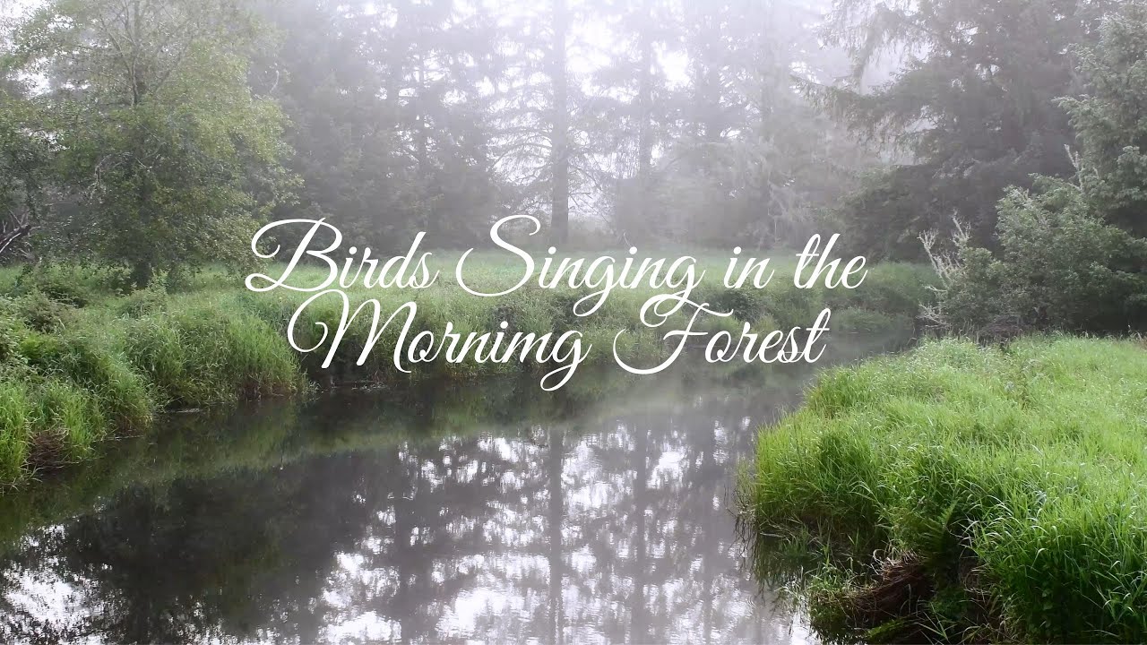 BIRDS SINGING IN THE MORNING FOREST DEEP RELAXING #relax #relaxingmusic ...