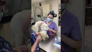 Running a giardia test