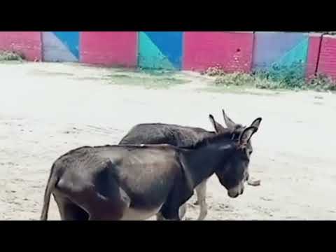 Super Murrah Donkey and Horse Meeting | Mule Donkey meeting with mare