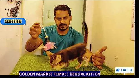 Watch the video about Bengal cat || Golden marble bengal cats || india 8828891233 #viral #trending #cats #bengalcats