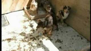More than 100 dogs seized from home