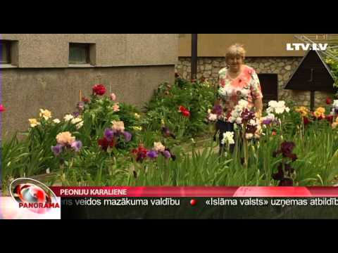 Video: Informācija par dārza floksiem - izturīga dārza floksu audzēšana