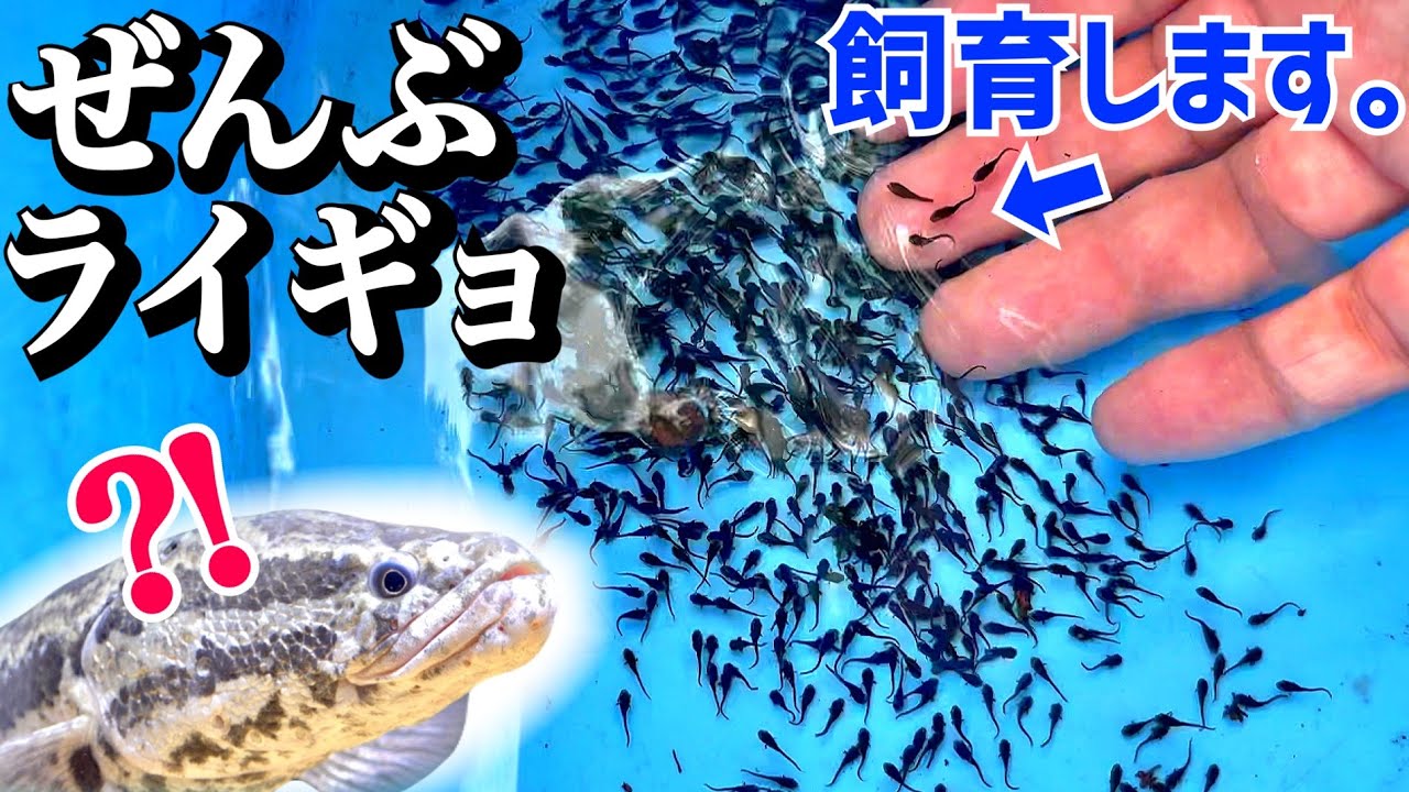 自宅前の水路で大量捕獲！水槽に入れてエサ与えると…【ライギョ稚魚】