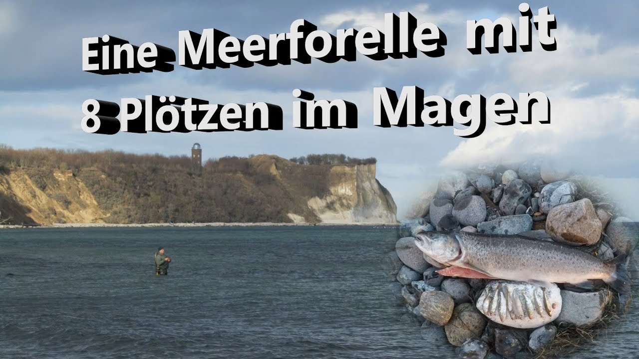 Watfischen auf Rügen  