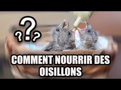 Vidéo: Quand les pinsons ont des bébés ?