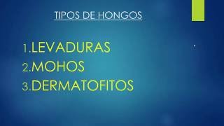 HONGOS - DEFINICIÓN Y TIPOS - TEMA 2