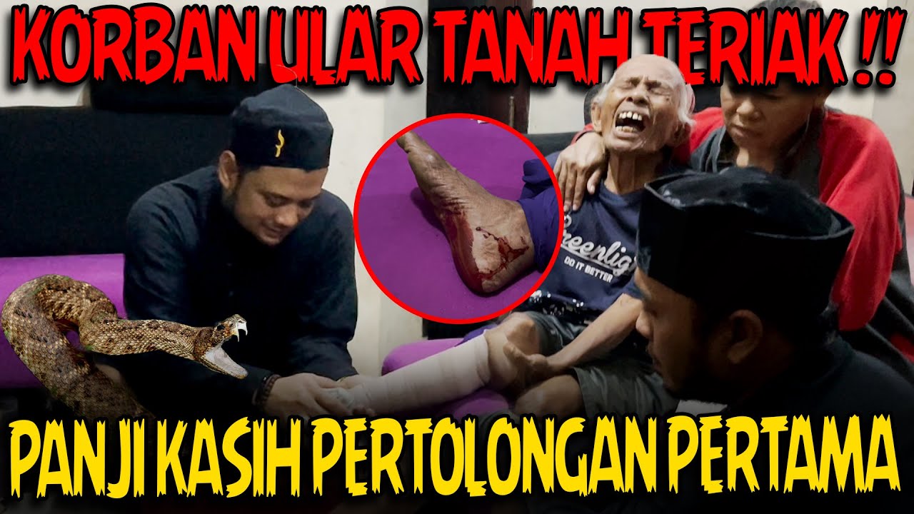 TERJADI LAGI !! KORBAN GIGITAN ULAR VIPER TANAH DILARIKAN KE BLACKHOUSE !!