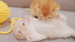 Kitten Mustard Biting His Sister As Teething Toy