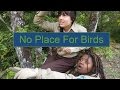 No Place For Birds: And How You Can Fix That! (skit and dance)