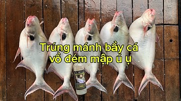 Câu cá vồ đém trúng mánh ngay bầy cá ú nu #cauca #quocbuufishing #fishing #caucathugian 