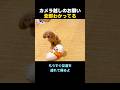 「そっちじゃない!」動かない弟犬の服を引っ張って部屋へ連行するトイプードル