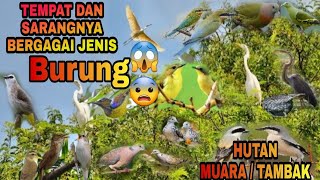 TERNYATA BANYAK BURUNG KICAU DISINI😱‼️tempat dan bersarangnya burung kicau MUARA | TAMBAK