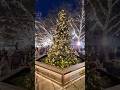 O! Choinka! #christmastree #tree #london #shorts #holiday #vlog #2025 #sloanestreet #ralphlauren