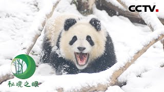 雪景跟大熊猫真的好配,被雪中玩耍的“圆滚滚”可爱到了!| CCTV「秘境之眼」20221024