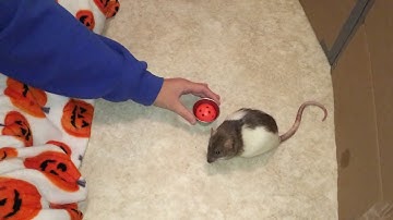 How to Train a Rat to Double Fetch