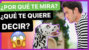 ¿Por qué te mira un perro?