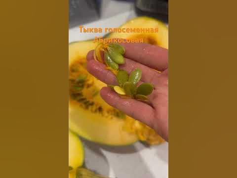 Тыква голосеменная, Абрикосовая. #plants #дачасадогород #природа - YouTube