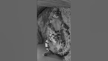 Snow leopards are simply the best! 🧡 #shorts