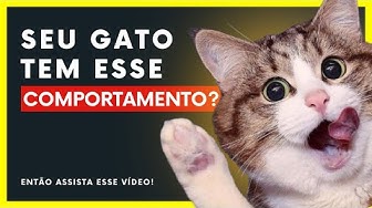 Pulo do Gato 