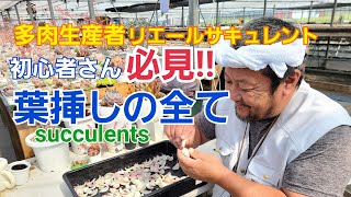 【多肉植物】初心者さん‼多肉の葉挿し、やり方‼全て‼2020年4月22日