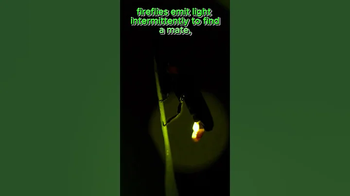 Why Do Fireflies Give Light? #shorts