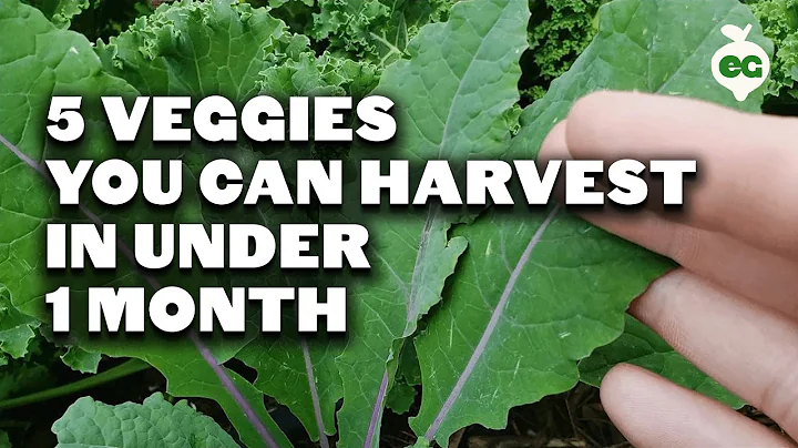 5 Fast Growing Veggies You Can Harvest in Under 1 Month - DayDayNews