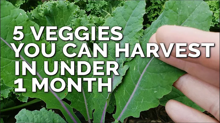 5 Fast Growing Veggies You Can Harvest in Under 1 Month - DayDayNews