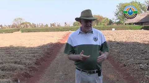 PFUMVUDZA PLOT WITH MULCH