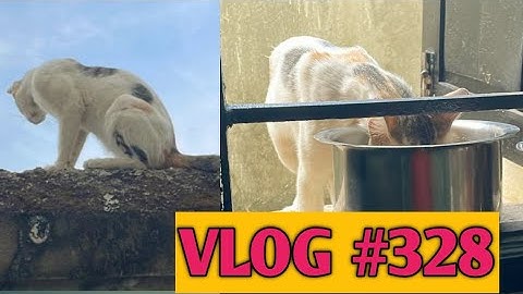 Priyanshi ko  Mili Achanak se new pet 😊| Vlog #328 | #babinayoutuber #learnwithpriyanshi