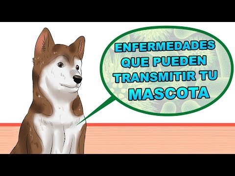 ENFERMEDADES que pueden TRANSMITIR tu MASCOTA