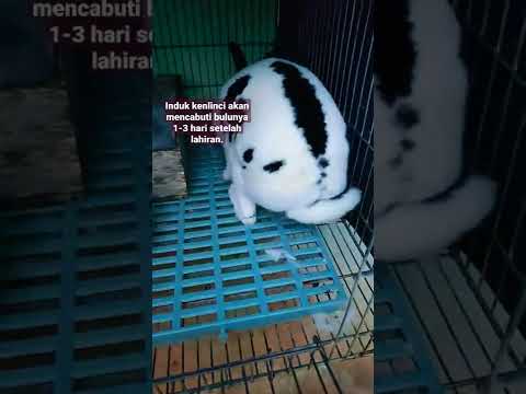 Video: Panduan Kelinci Bunny: Rabbit Rex