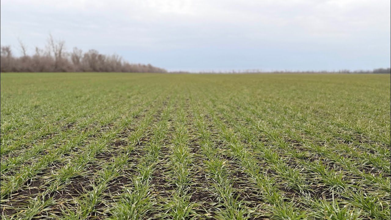 Озимая пшеница Школа 