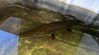 🔥alligator gar ka pani change kar diya #fishpetsvlog