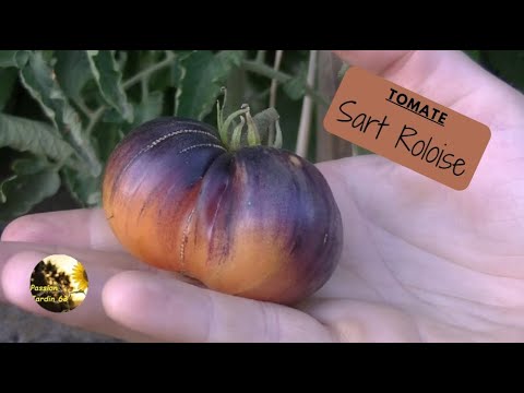 Vidéo: Paul Robeson Tomato Care - En savoir plus sur la culture des tomates Paul Robeson