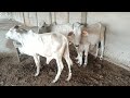 SOKOTO GUDALI | The best cattle breed in Africa