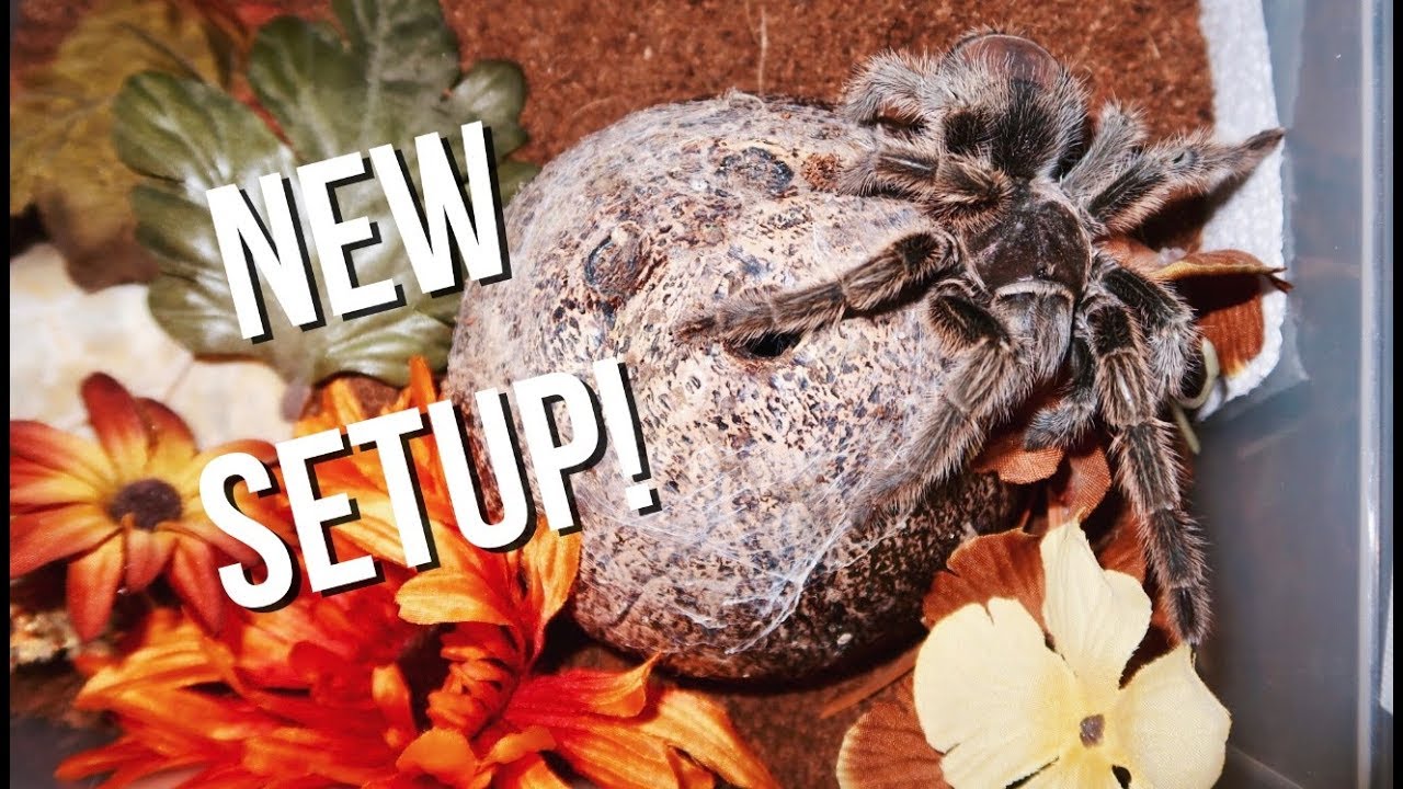 Bioactive Tarantula Enclosure Kits  The Bio Dude – Tagged Rose hair  tarantula