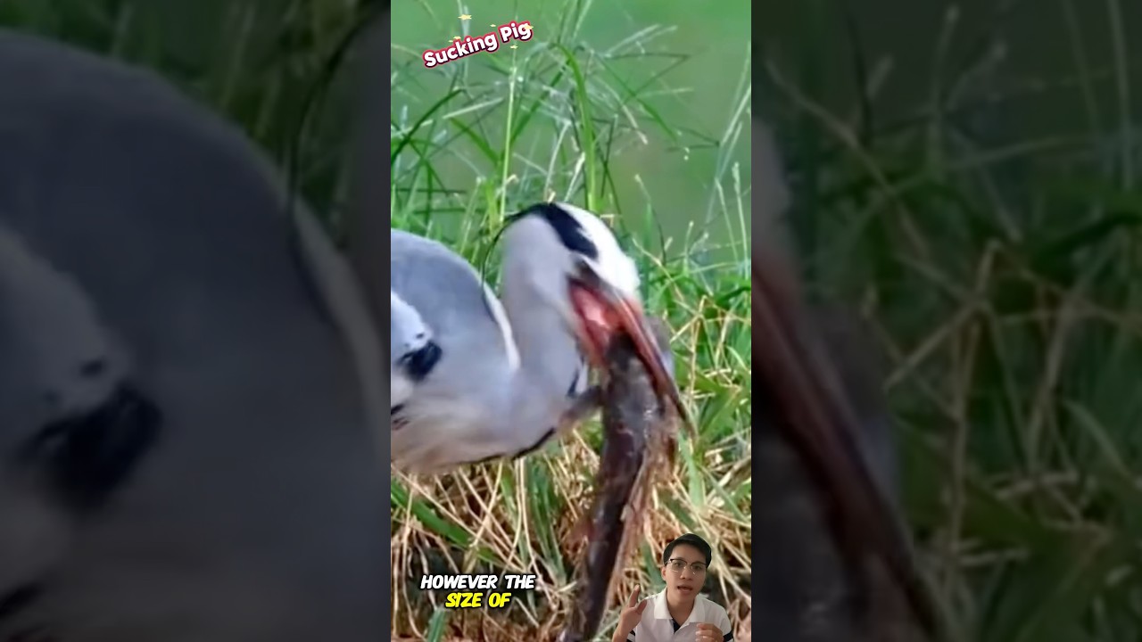 The grey heron caught a fish that was too big to swallow