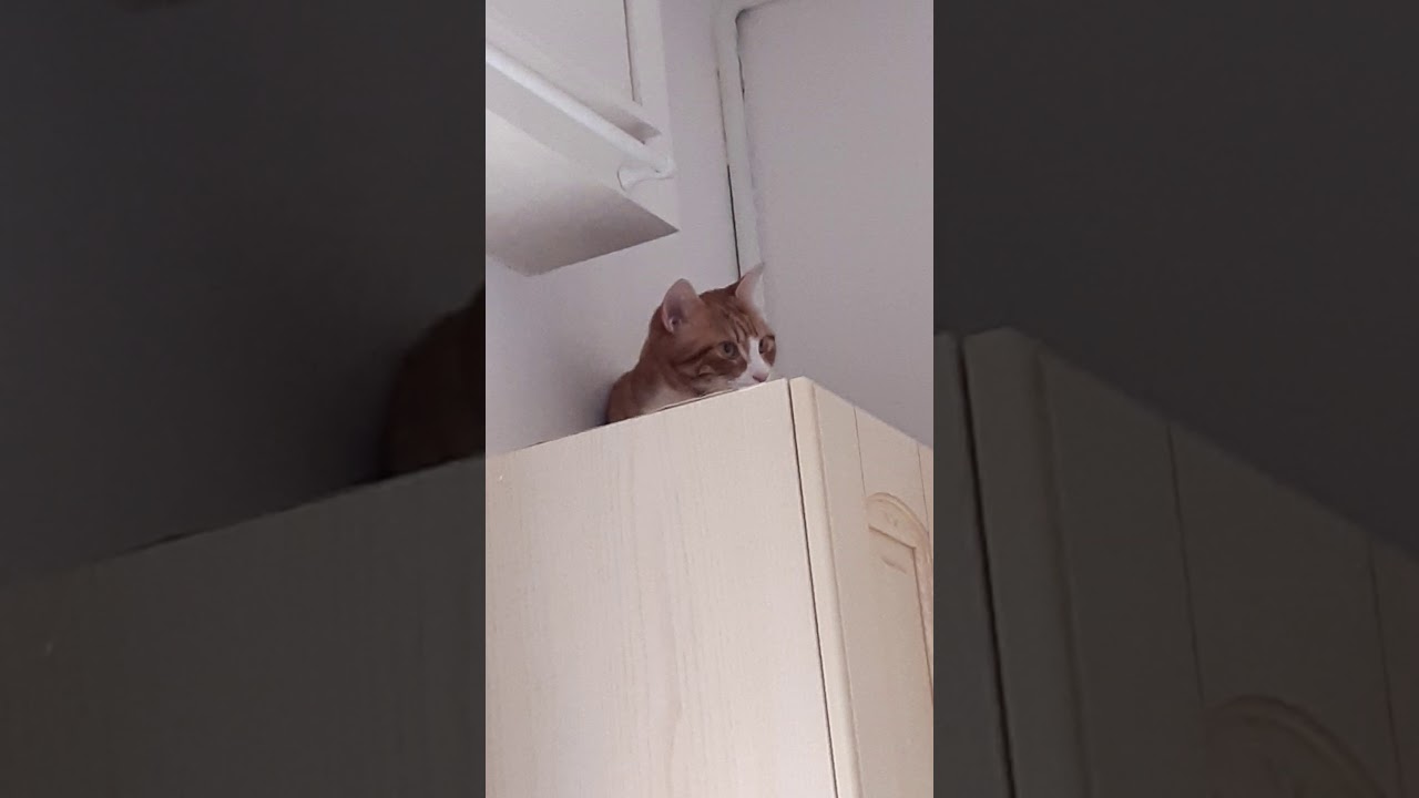 Il Gatto Sul Tetto Che Scotta