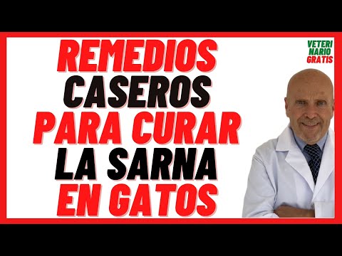 Como curar la SARNA en GATOS  🔵 de Forma Natural con un Tratamiento 🔵de REMEDIOS CASEROS