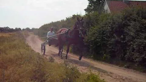 Robin faust film.wmv