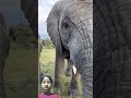 #animals #elephant #funnyanimal