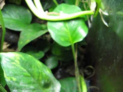 camera iphone 8 plus apk First Captive Bred Mantella Cowani Video