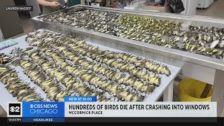 Hundreds of birds die after crashing into windows at McCormick Place