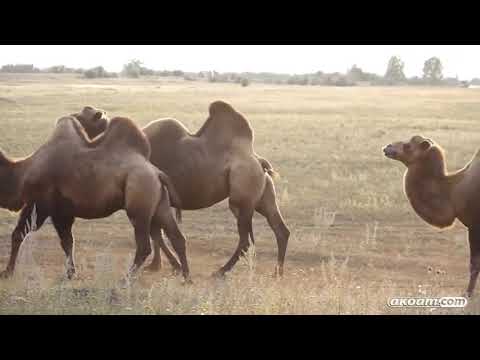 أمم أمثالكم الحلقة 03